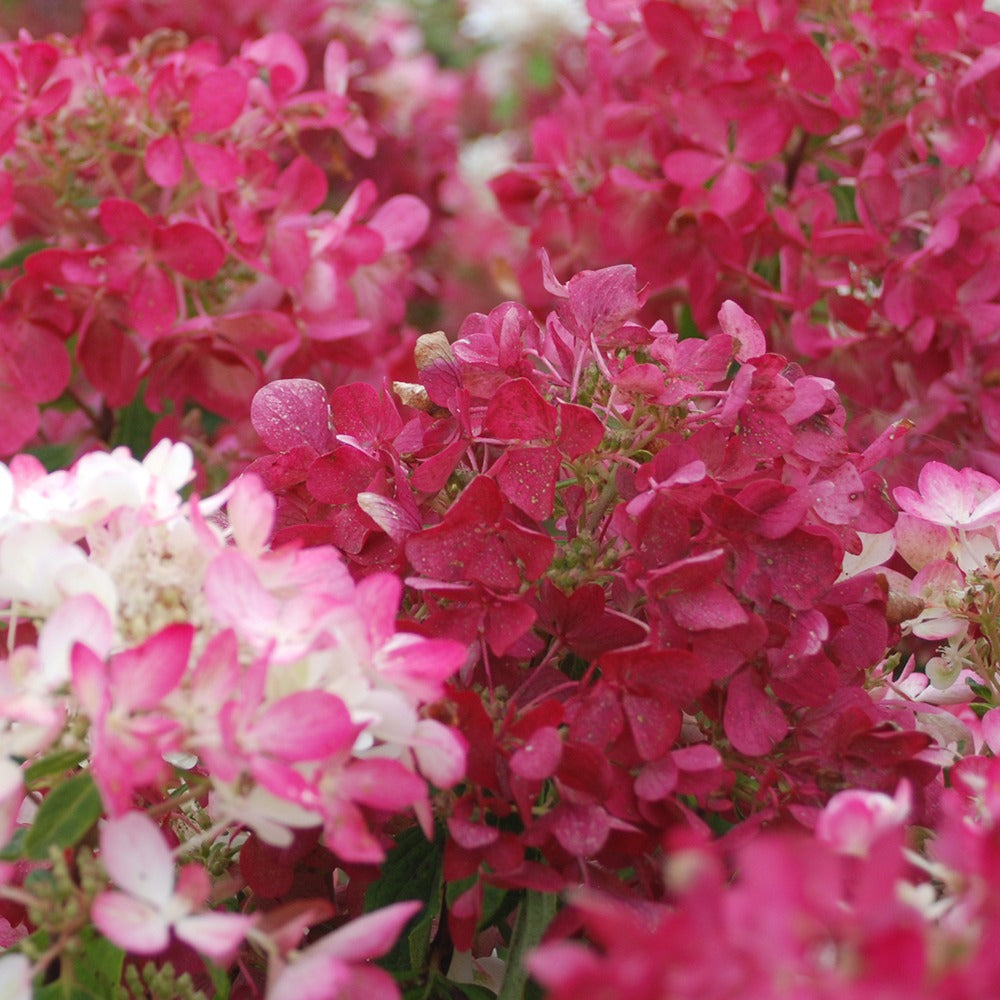 Vente Hydrangea paniculata Diamant Rouge® 'rendia' - Hydrangea paniculata diamant rouge ® 'rendia'