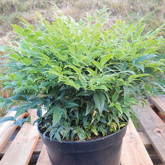 Bambou céleste Nandina 'Magical Lemon and Lime' - Bakker