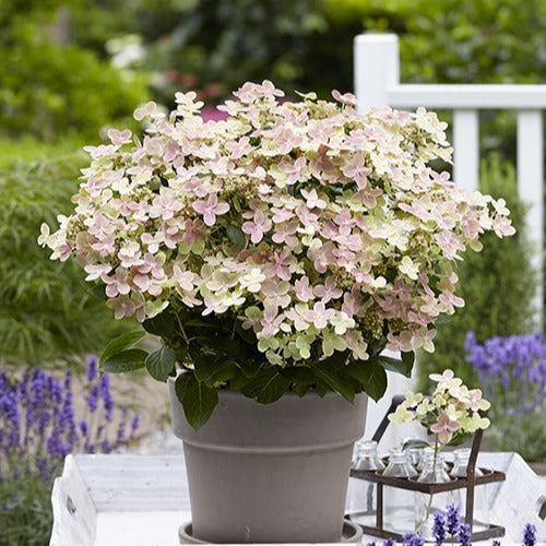 Hortensia paniculé Polestar® - Bakker