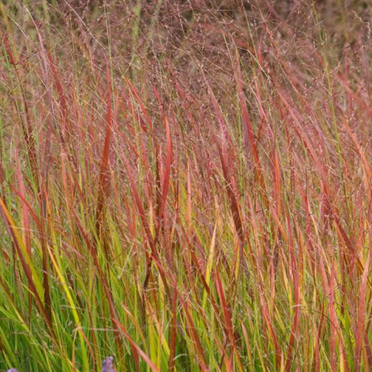 Panic érigé Rehbraun - Bakker