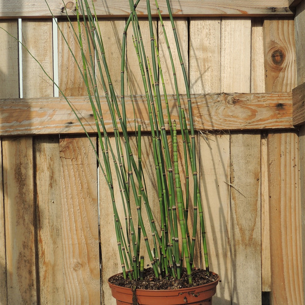 Prêle japonaise - Equisetum japonicum - Bakker