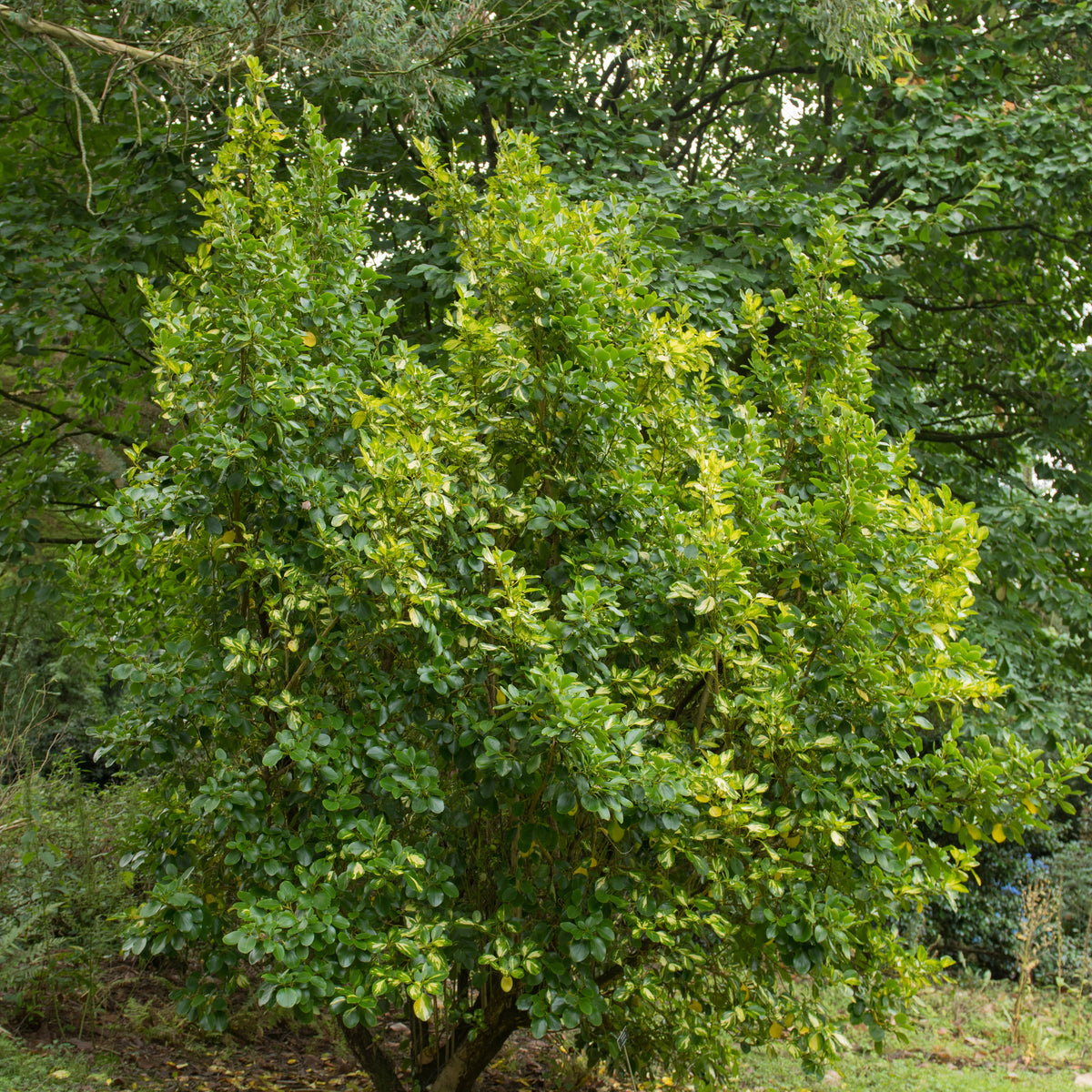 Griseline du littoral Variegata - Griselinia littoralis variegata - Bakker