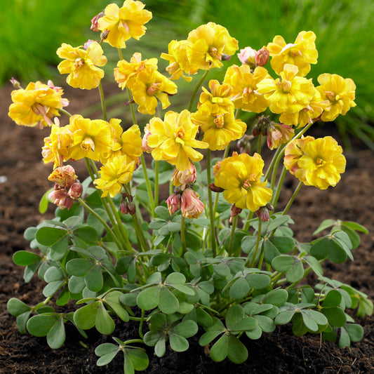 5 Oxalis Double Trouble - Bakker