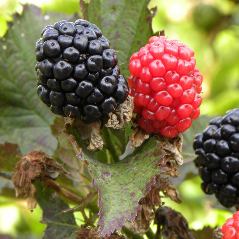 Vente Mûrier Reuben - Rubus fruticosus reuben®