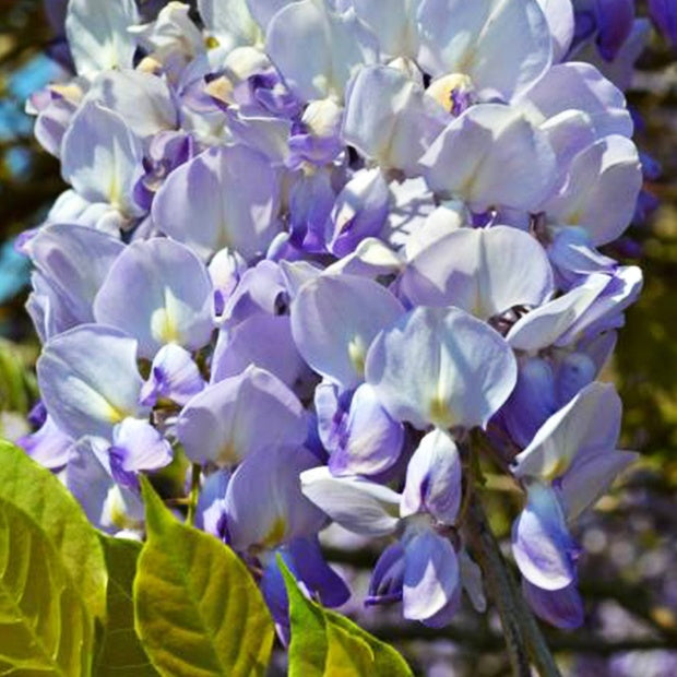 Glycine - Glycine de Chine 'Caroline' - Wisteria sinensis 'caroline'
