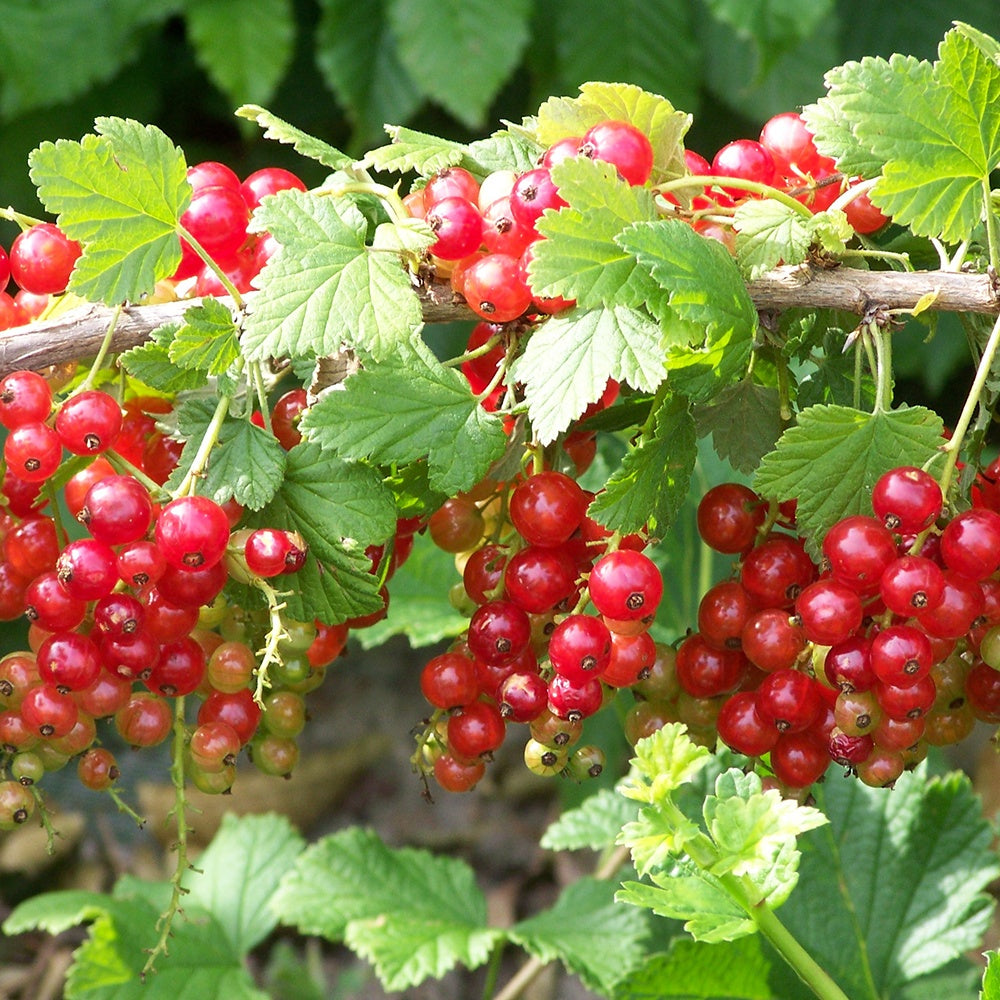 Groseillier à grappes Jonkheer Van Tets - Ribus rubrum Jonkheer Van Tets - Bakker