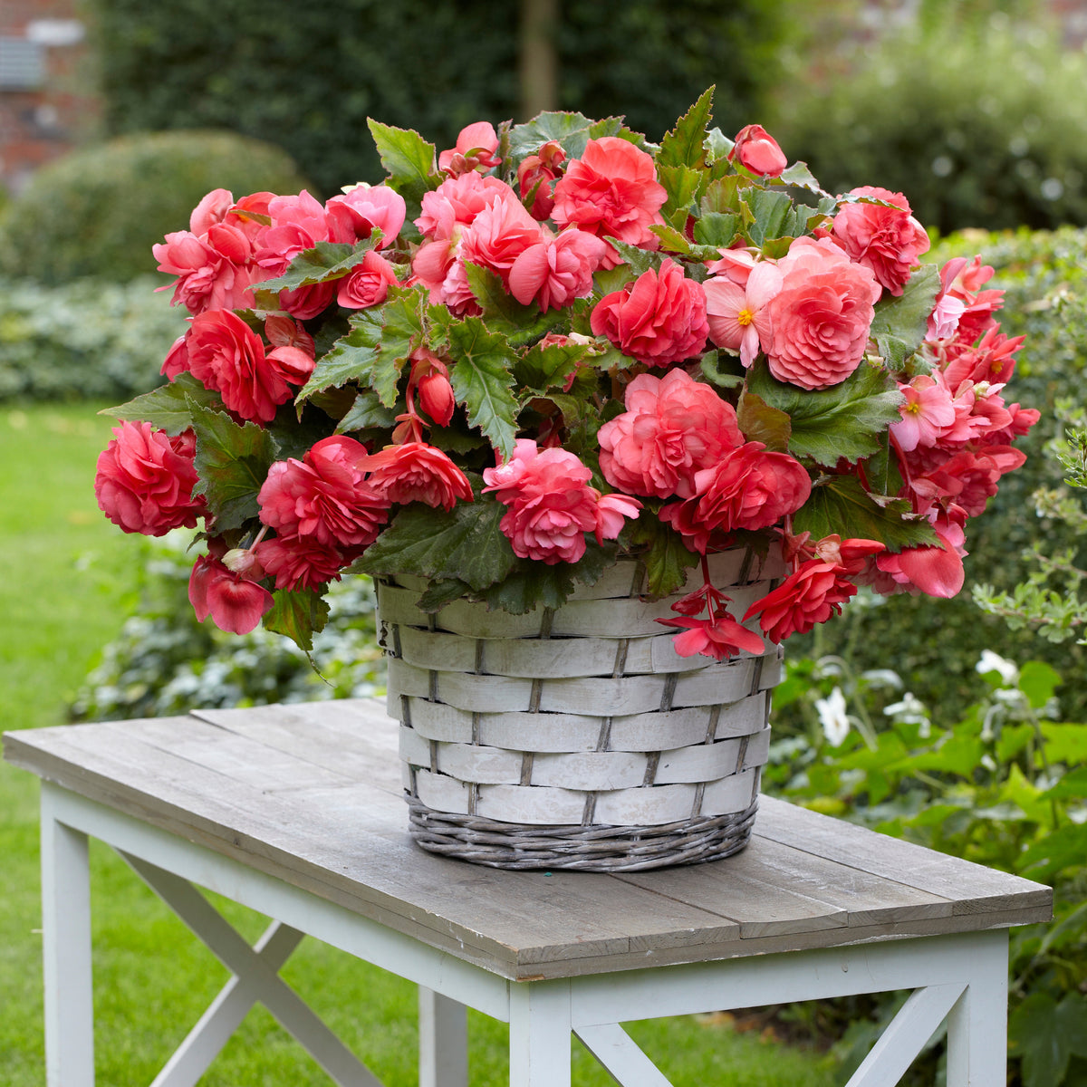 5 Bégonias retombants parfumés Pink delight - Begonia odorata pink delight - Bakker
