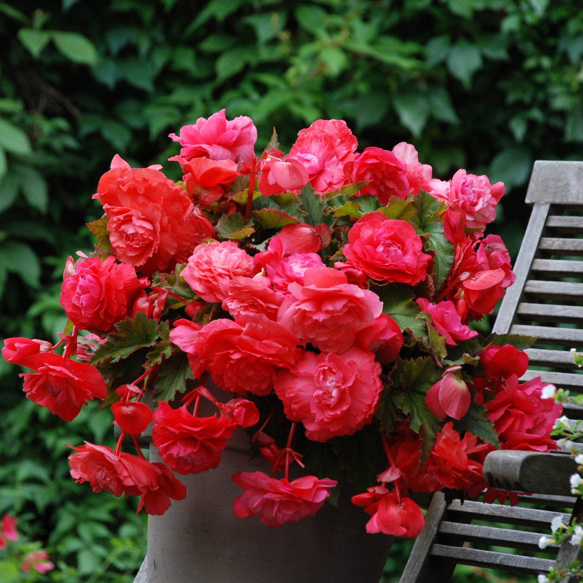 5 Bégonias retombants parfumés Pink delight - Bakker