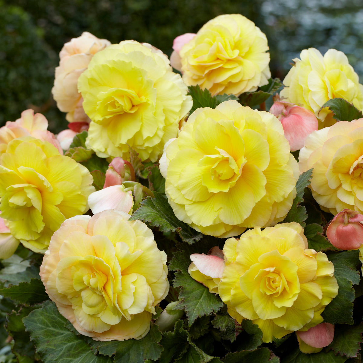 5 Bégonias doubles jaunes - Begonia superba - Bakker