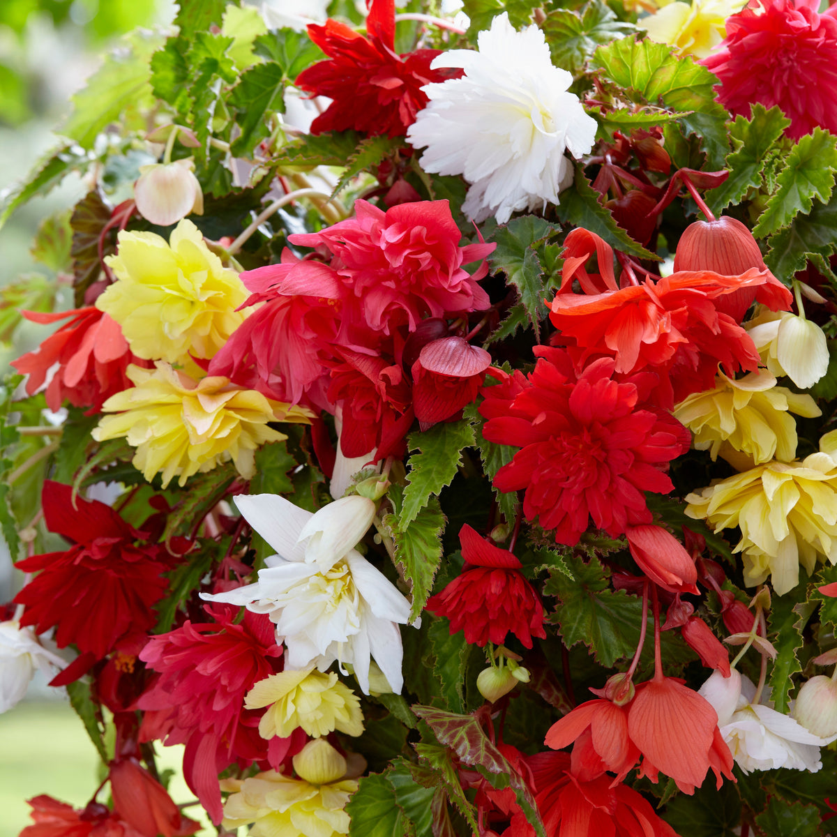 Bégonias pendula simples en mélange - Begonia pendula - Bakker