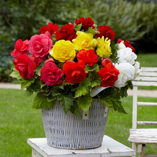 Bégonias doubles en mélange - Bakker