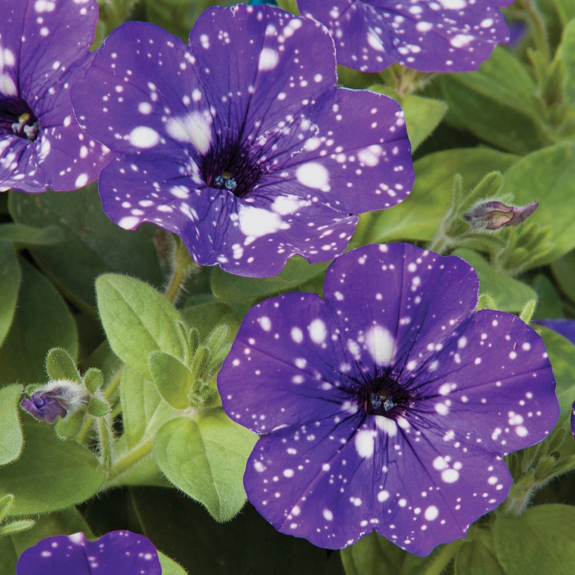 Petunia et Calibrachoa - 3 Pétunias mouchetés Nuit étoilée - Petunia Nightsky