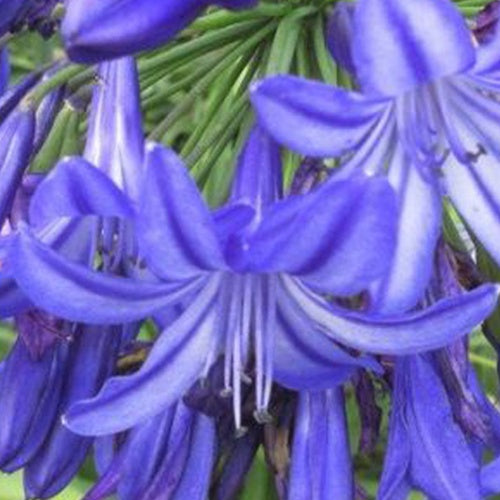 Agapanthe Northern Star - Bakker