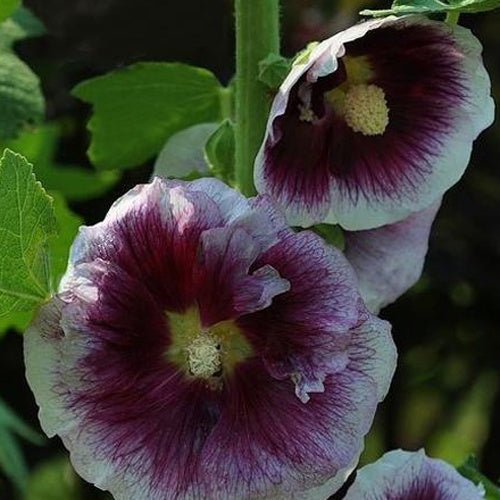 Rose trémière Crème de Cassis - Bakker