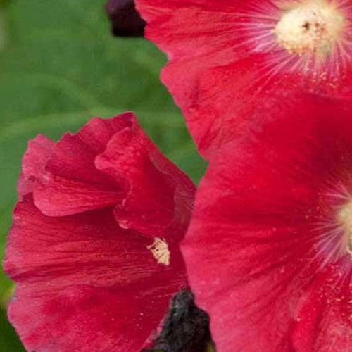 Rose trémière Mars Magic - Bakker
