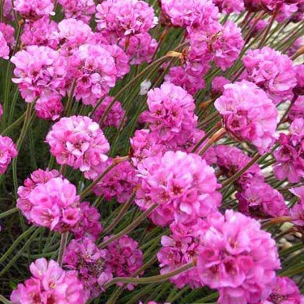 Gazon d'Espagne Rubrifolia - Bakker