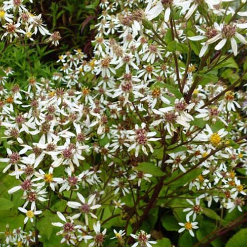 Aster à grandes feuilles Albus - Bakker