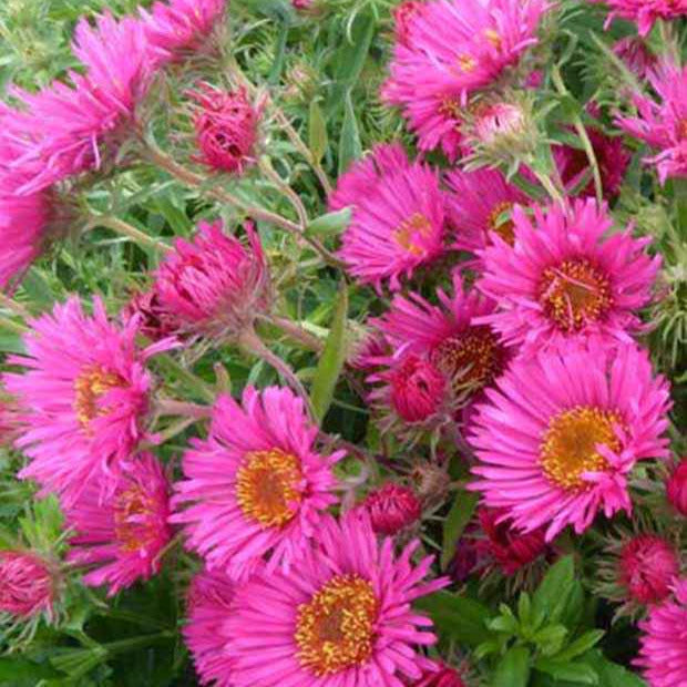 Aster de Nouvelle-Angleterre Andenken an Alma Pötschke - Bakker