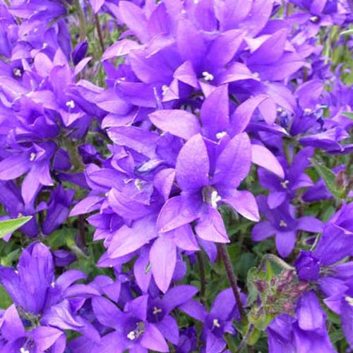 Campanule agglomérée Joan Elliott - Bakker