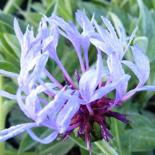 Centaurée bleue des montagnes - Bakker