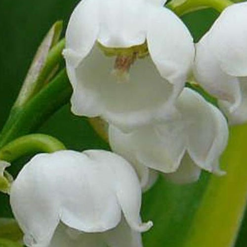 Muguet Hardwick Hall - Bakker