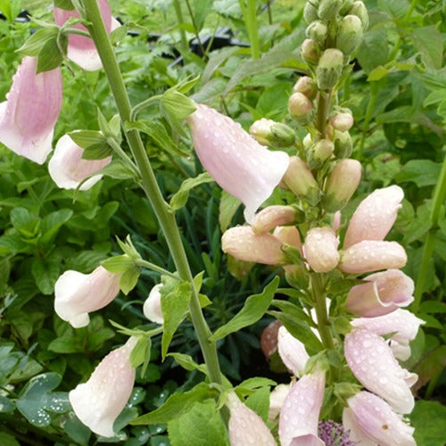 Digitalis purpurea Sutton's Apricot - Digitale Sutton's Apricot - Vivaces fleuries