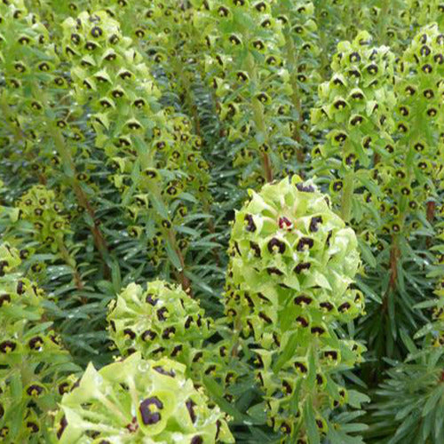 Euphorbe characias Black Pearl - Bakker