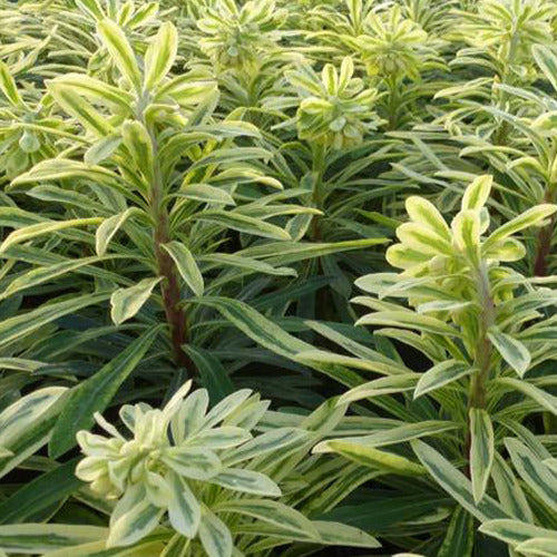 Euphorbe des vallons Burrow Silver - Bakker
