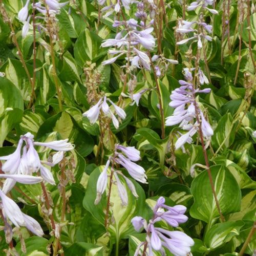 Hosta Center of Attention - Bakker
