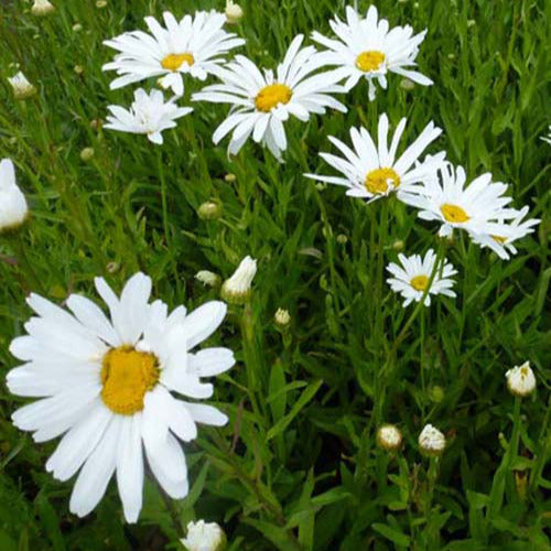 Marguerite d'été Polaris - Bakker