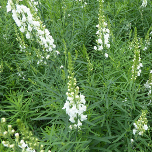 Linaire pourpre Springside White - Linaria purpurea springside white - Bakker