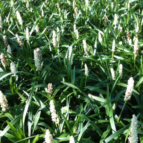 Liriope muscari Monroe White - Bakker