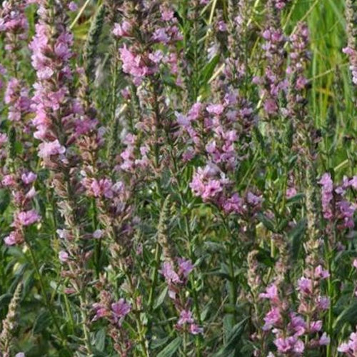 Salicaire Pink Tails - Bakker