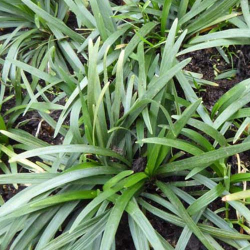 Ophiopogon japonicus Minor - Bakker