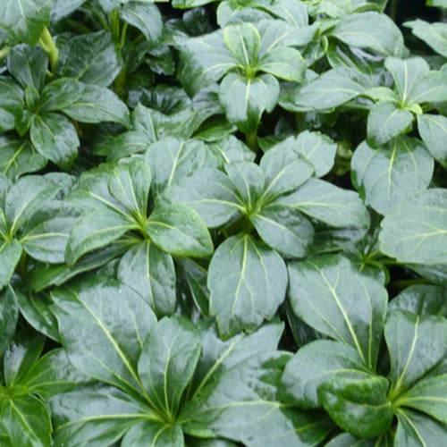 Pachysandre Green Sheen - Bakker