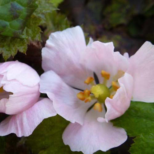 Podophylle pelté - Bakker