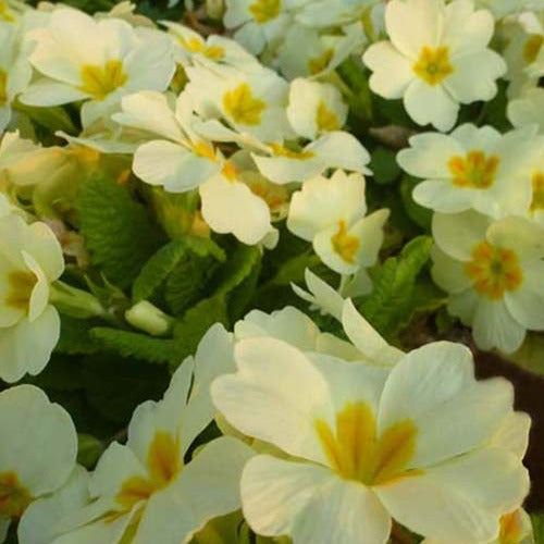 Plantes vivaces - Primevère des jardins - Primula vulgaris