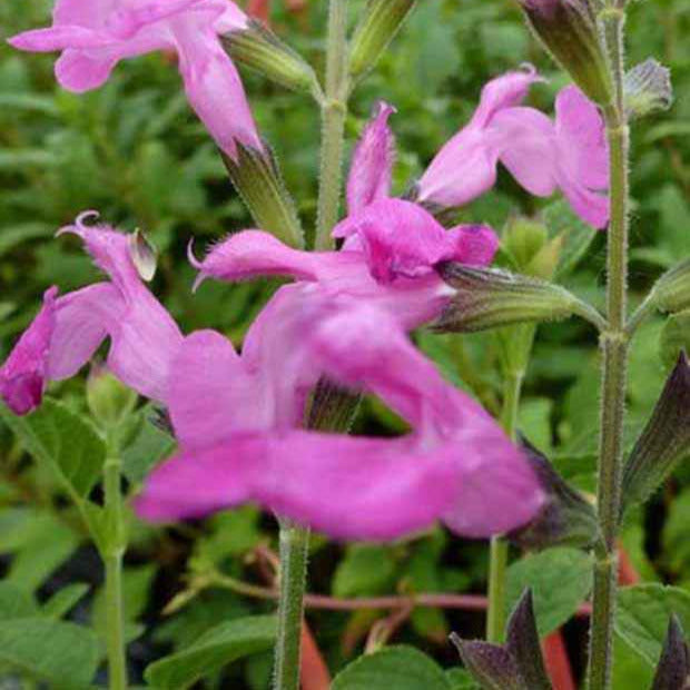 Sauge arbustive Pink Beauty - Salvia microphylla pink beauty - Bakker