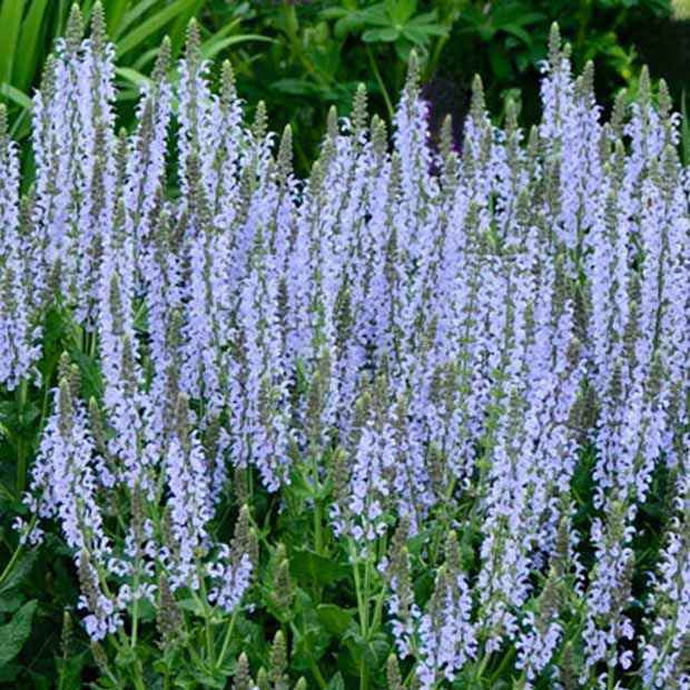 Sauge des bois Crystal Blue | Bakker.com