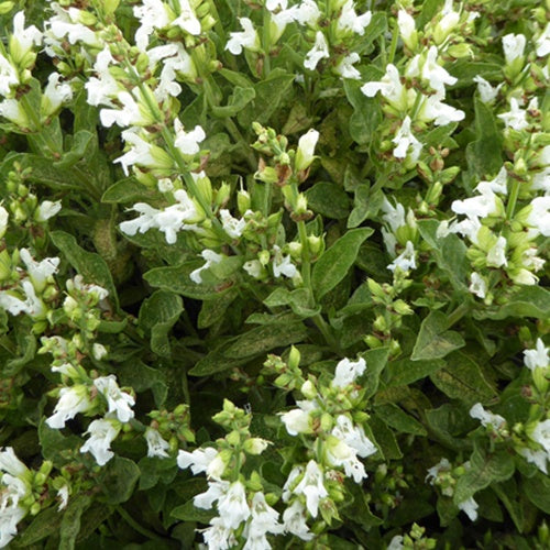 Sauge officinale à fleurs blanches - Bakker