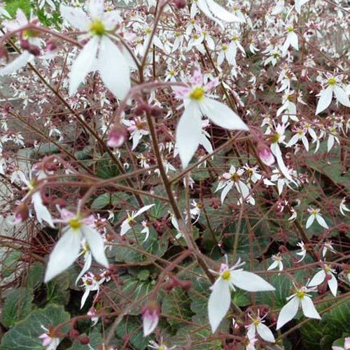 Saxifrage à stolons Cuscutiformis - Saxifraga stolonifera cuscutiformis - Bakker