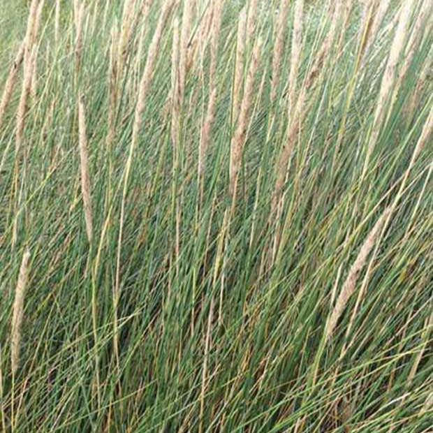 Ammophila arenaria - Oyat Roseau des sables - Graminées