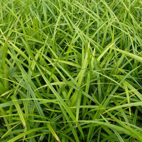 Laîche japonaise - Carex morrowii - Carex morrowii - Bakker