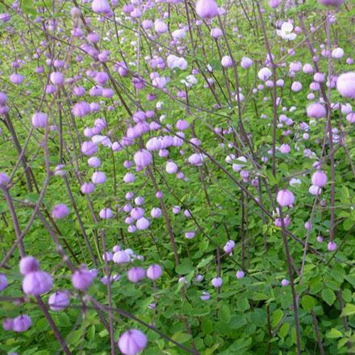 Thalictrum delavayi Splendide - Pigamon Splendide - Plantes vivaces
