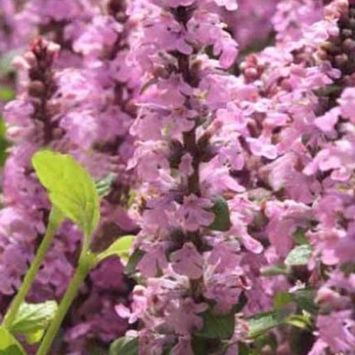 Bugle rampante Purple Torch - Bakker