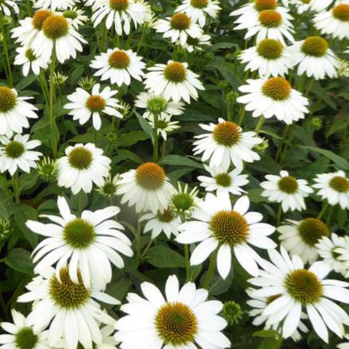 Echinacée pourpre Pow Wow White - Bakker