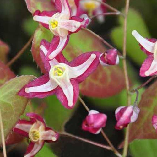 Epimedium Galadriel - Bakker