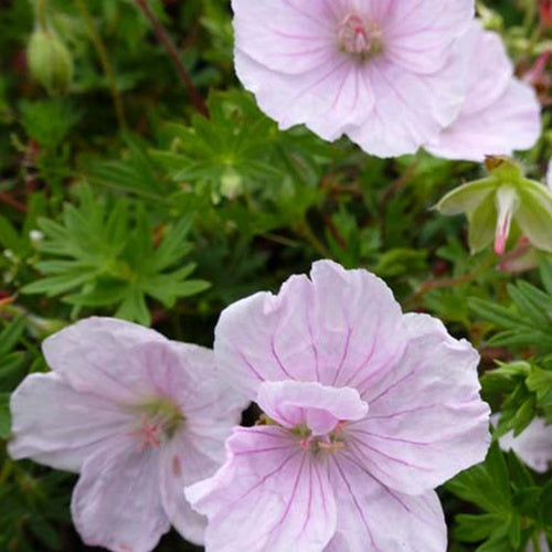 Géranium vivace sanguin Apfelblüte - Bakker