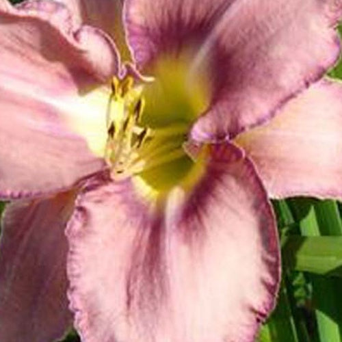 Hémérocalle Mildred Mitchell - Bakker