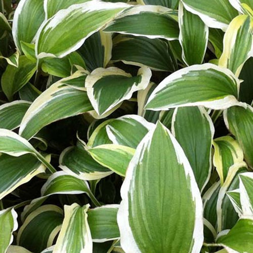 Hosta Yellow Splash Rim - Bakker